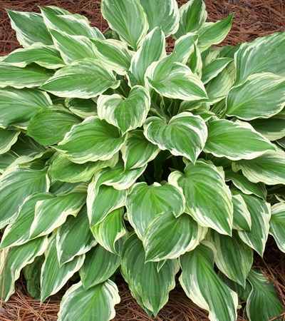 Hosta Albomarginata
